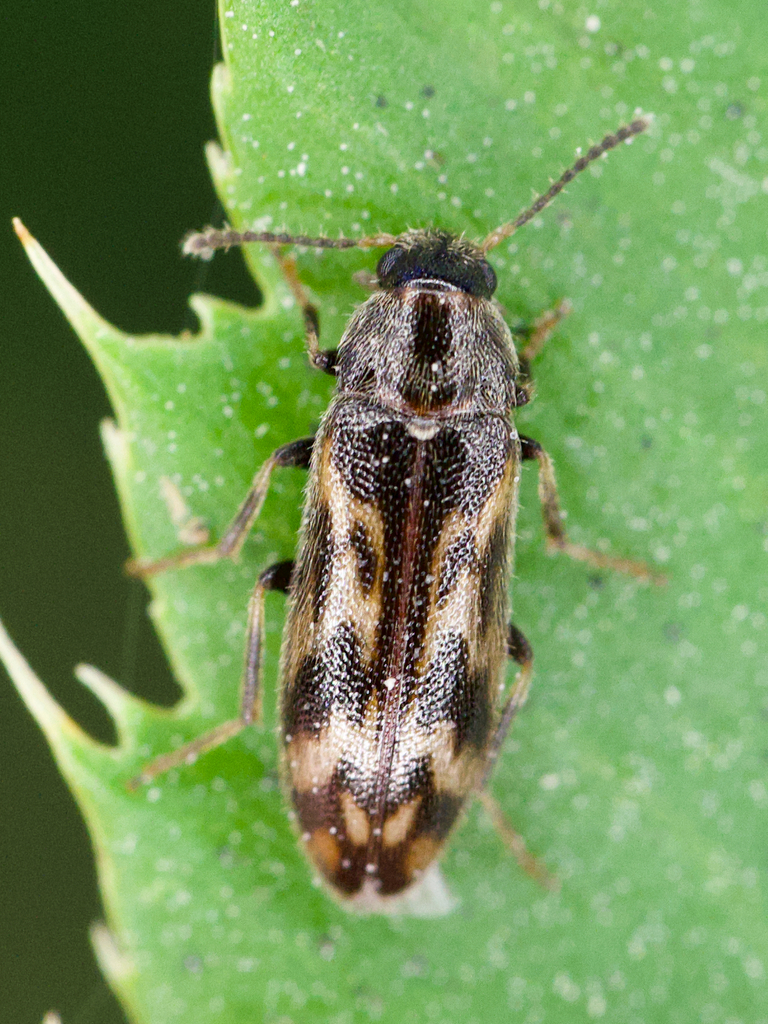Prothalpia holmbergi