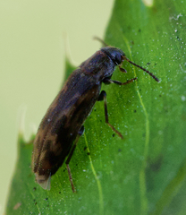 Prothalpia holmbergi