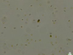 Cryptista