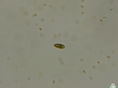 Cryptista
