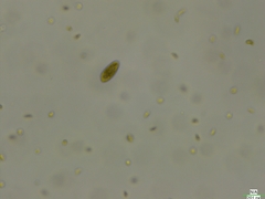 Cryptista