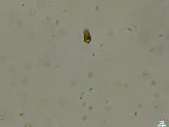 Cryptista