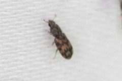 Synchita parvula