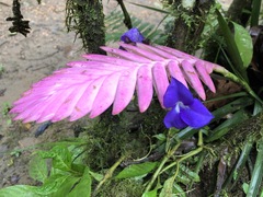Wallisia pretiosa