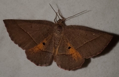 Metarranthis obfirmaria