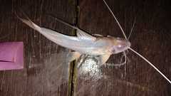 Duopalatinus peruanus