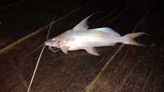 Duopalatinus peruanus