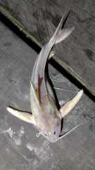 Centrodoras brachiatus