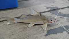 Pimelodus blochii