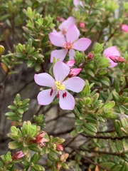 Microlicia sphagnicola