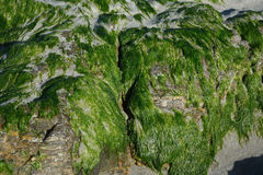 Ulva compressa