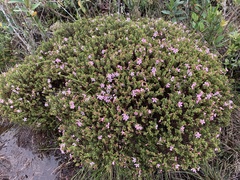 Microlicia sphagnicola