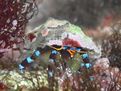 Calcinus elegans
