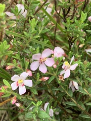 Microlicia sphagnicola