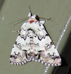 Bamra marmorifera