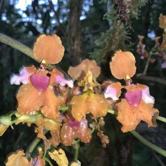 Cyrtochilum volubile