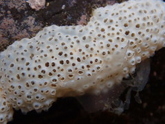 Polycitor proliferus