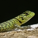 Green Spiny Lizard - Photo (c) Carlos Alberto Solís Sarmiento, some rights reserved (CC BY-NC), uploaded by Carlos Alberto Solís Sarmiento