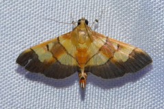 Syngamia latimarginalis
