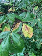 Aureobasidium apocryptum