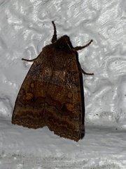 Eupsilia tristigmata