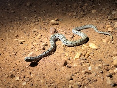 Bothrops mattogrossensis