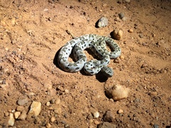 Bothrops mattogrossensis