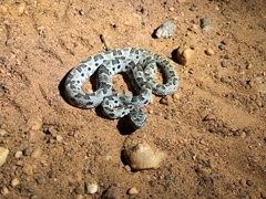 Bothrops mattogrossensis