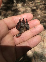 Callitris macleayana