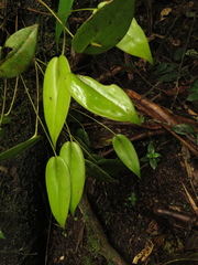 Pleurothallis microcardia