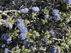 Ceanothus foliosus