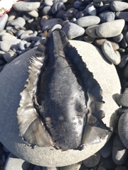 Callorhinchus milii