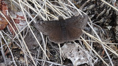 Erynnis persius avinoffi
