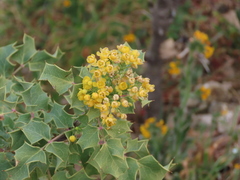 Berberis dictyota