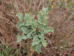 Berberis dictyota