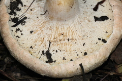 Hypomyces lateritius