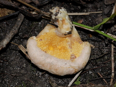 Hypomyces lateritius