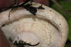 Hypomyces lateritius