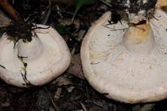 Hypomyces lateritius