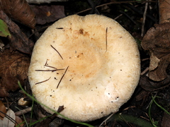 Hypomyces lateritius