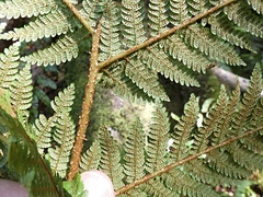 Cyathea smithii