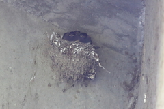 Sayornis nigricans