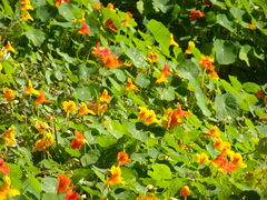 Tropaeolum majus