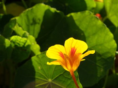 Tropaeolum majus