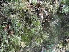 Hymenophyllum multifidum