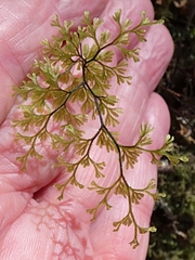 Hymenophyllum multifidum