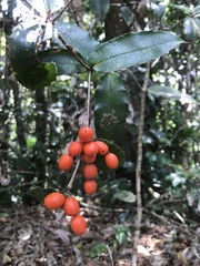 Alyxia ilicifolia