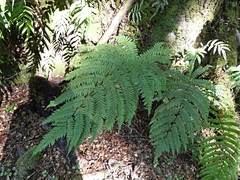 Cyathea smithii