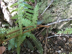 Cyathea smithii