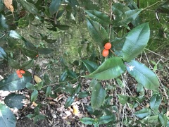 Alyxia ilicifolia